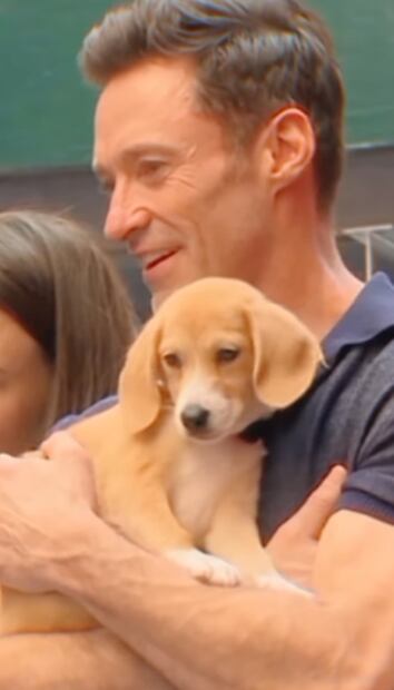  Así viven los perros de famosos: con más lujos que cualquier mortal