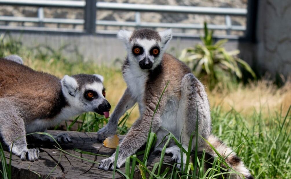 Desde hielos de caldo de pollo hasta baños extra, así refrescan a los animales en zoológico de Toluca. Foto: Especial