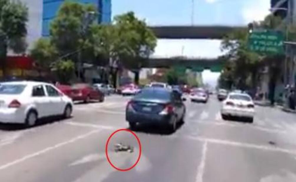 Rescatan a perro que corría por Av. Revolución