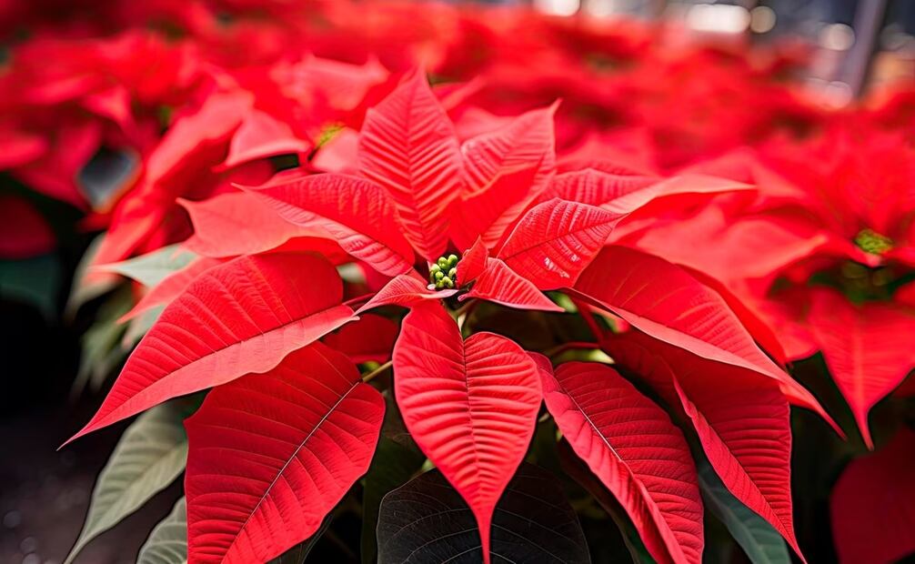 La flor de Nochebuena contiene una sustancia blanca en sus hojas. Foto: Freepik