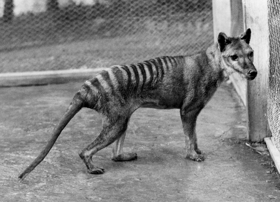 Uno de los últimos ejemplares del tigre de Tasmania. Foto: EFE, archivo
