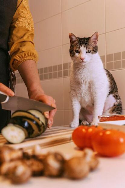 La vitamina A es indispensable para la salud de los gatos. Fuente: Freepik.