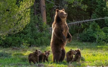 Muere famosa osa grizzly en Wyoming tras ser impactada por camioneta; aficionados se encuentran desconsolados