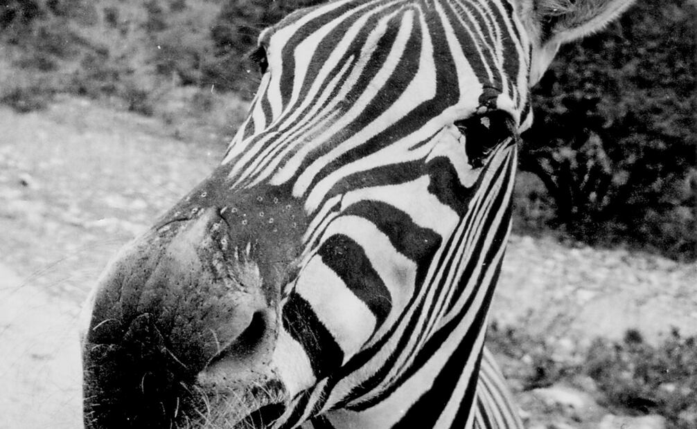Cebra en un zoológico de Texas, 1993. Foto: de Paulina Lavista