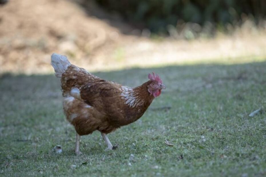 ¿Cuántas calorías tiene un huevo de gallina?