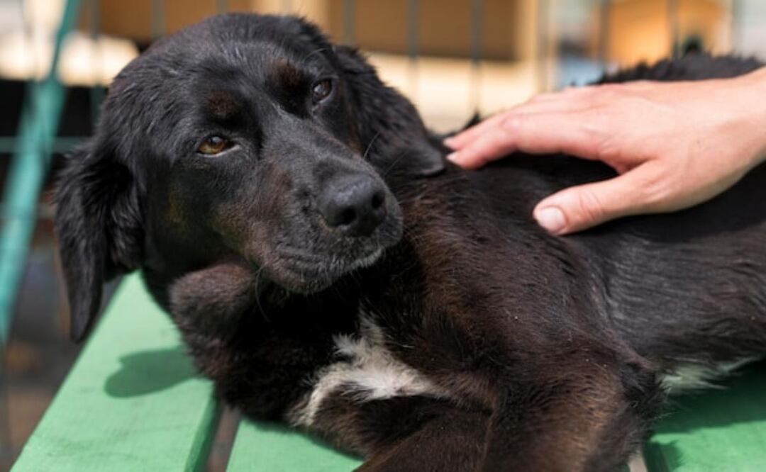 Imagen ilustrativa / Fuente: Freepik.