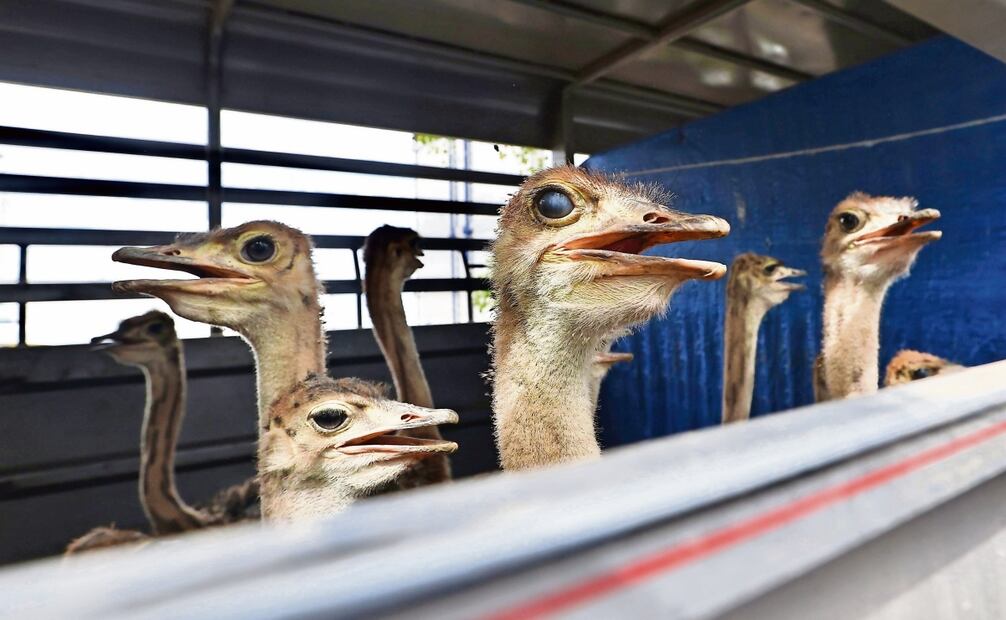 En una especie de Arca de Noé del siglo XXI que no huye de un diluvio, sino de la violencia humana, cientos de animales fueron trasladados a un nuevo hogar. Foto: Berenice Fregoso / EL UNIVERSAL