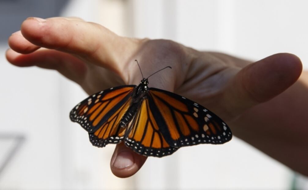 ¿Por qué una nueva orden de Trump amenaza a las mariposas monarca?
