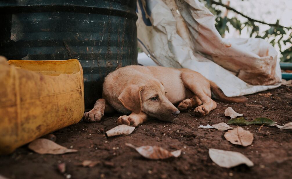 Si notas a tu mascota retraída, fatigada o desorientada, podría ser señal de un envenenamiento. Foto: Canva