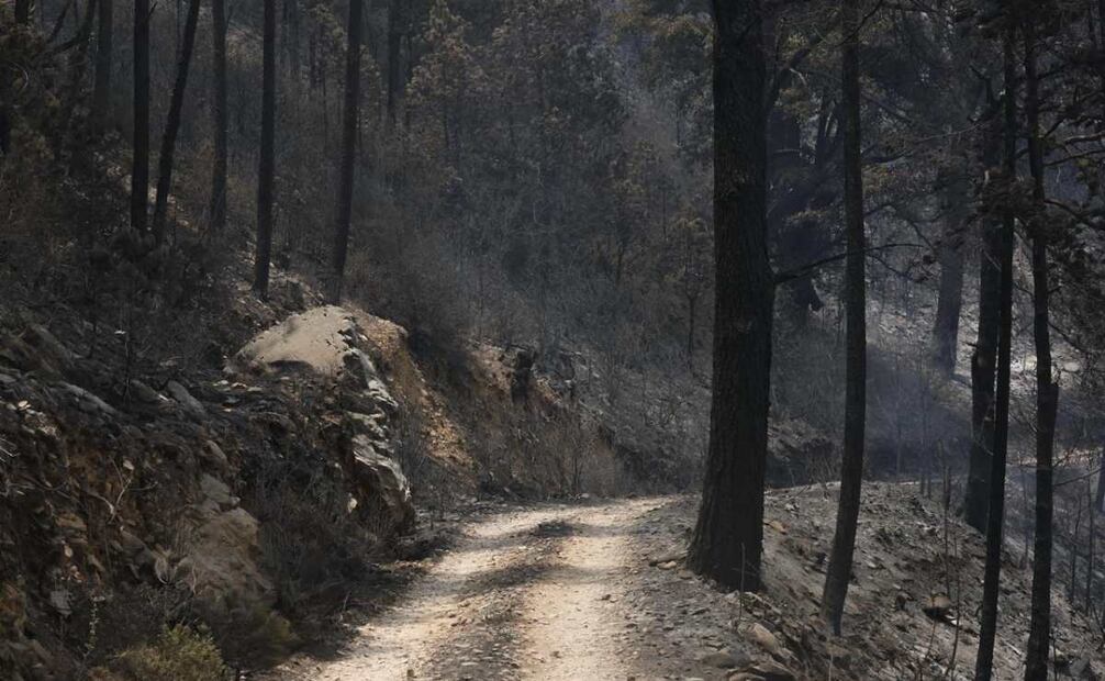 Estiman quema de bosque por incendio en más de mil hectáreas en Tlaxcala. (23/04/25)  Foto: Especiales.
