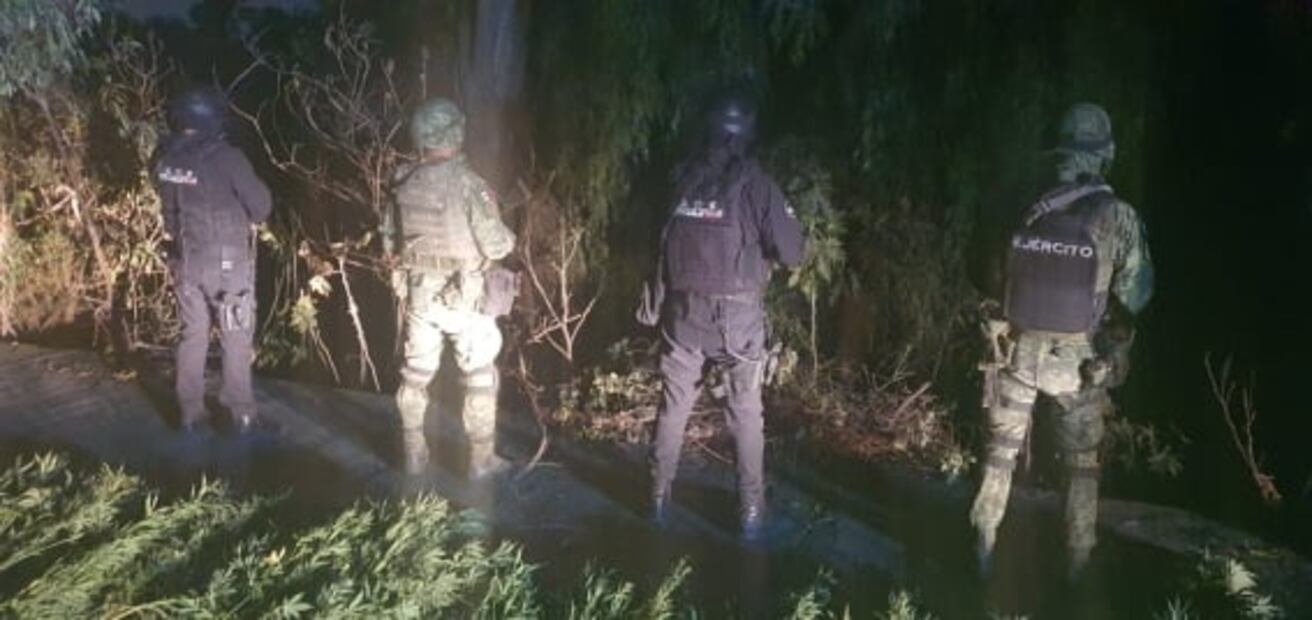 Hallan plantío de marihuana cerca de la FES Iztacala 