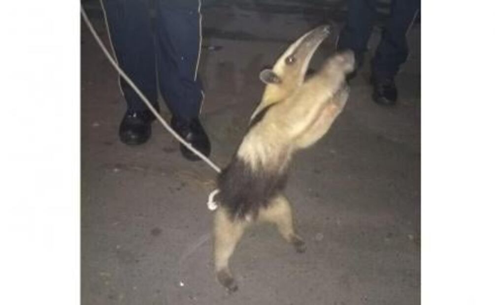 El mono capuchino, la martucha y el cacomixtle; los animales que andaban sueltos por la CDMX