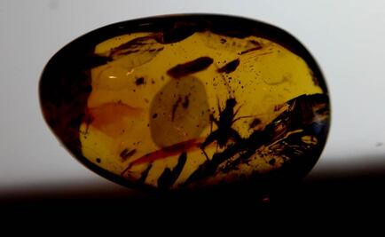 Hallan en ámbar un fósil de mosca