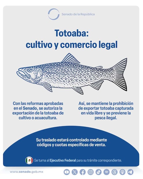 El Senado aprobó permitir el aprovechamiento de totoaba proveniente de cultivo o acuacultura, y prohibir la extracción de ejemplares silvestres para su consumo o exportación. Foto: X @senadomexicano