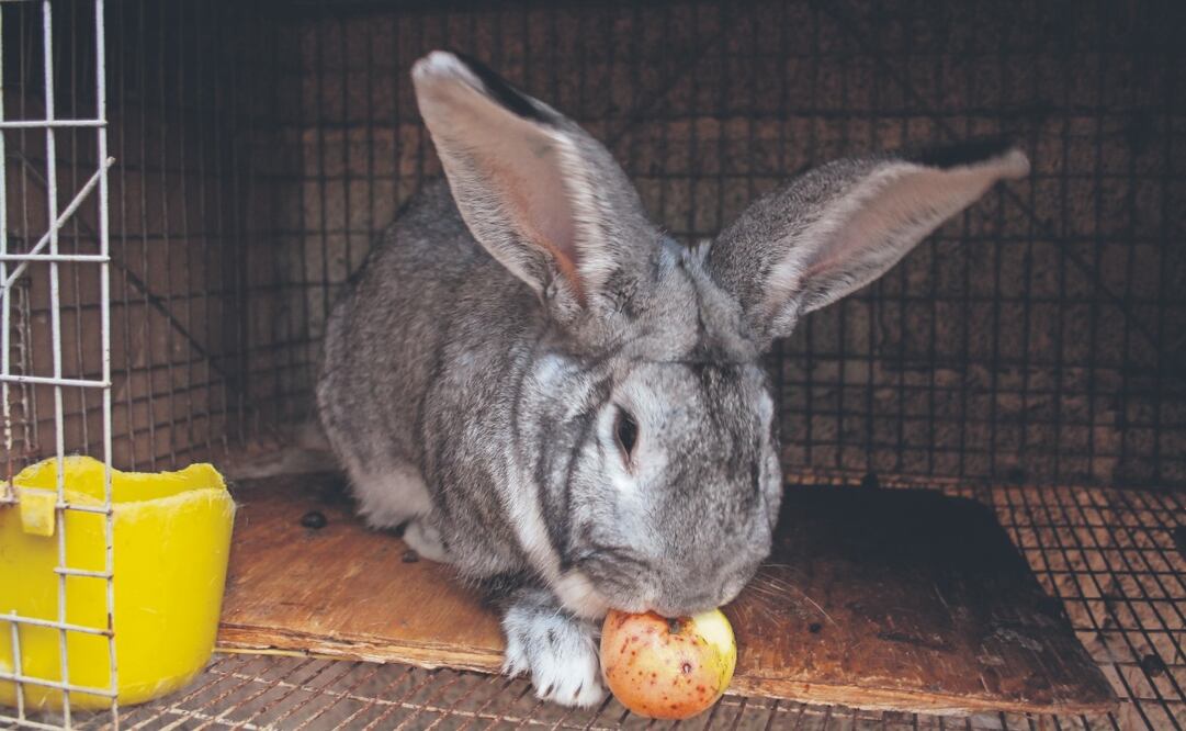 El conejo gigante de Flandes ha dejado de ser una simple curiosidad para convertirse en un fenómeno en Toluca. Foto: de Arturo Contreras. El Universal