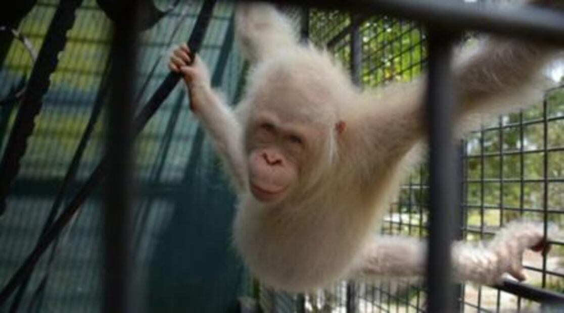 El único orangután albino del mundo vivirá en su propia isla artificial