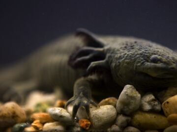 Axolotl genome could be crucial in the fight against cancer