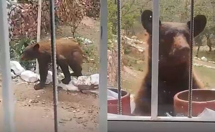 Protección Civil de Sonora alerta por avistamiento de oso; el animal fue captado merodeando una vivienda en Nacozari