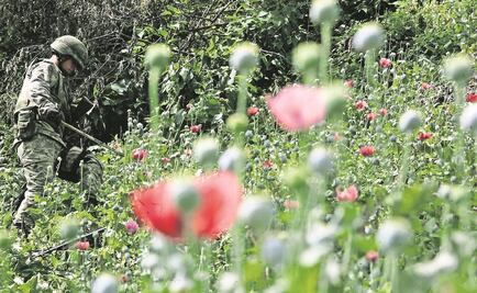 Destruyen sembradío de amapola en Oaxaca