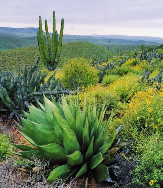 Baja California ofrece experiencia relajante e inmersiva con sus escenarios naturales