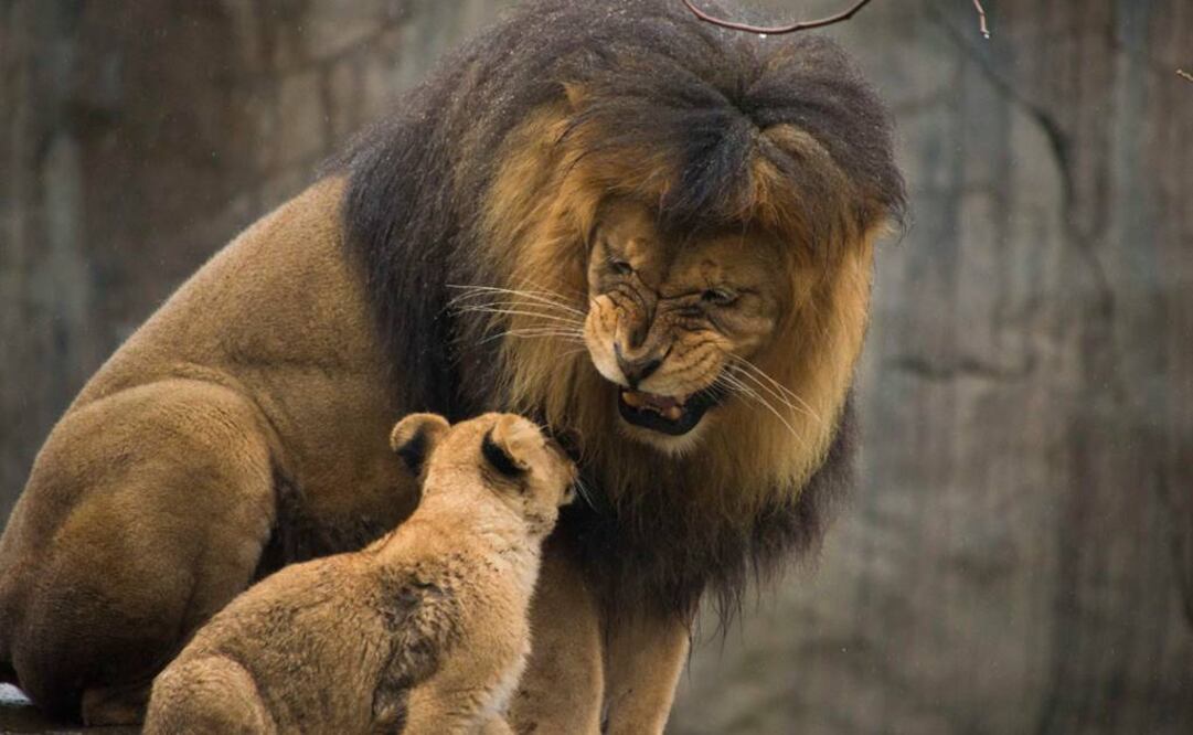 En África del Este también han decrecido las poblaciones de leones. Foto: Archivo
