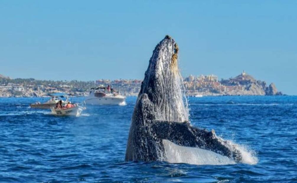 Ballenas. Foto: iStock