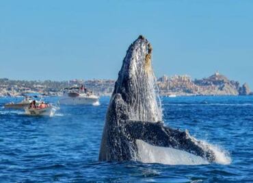 Ballenas en México 2024-2025; los mejores destinos, fechas clave y consejos para un avistamiento responsable