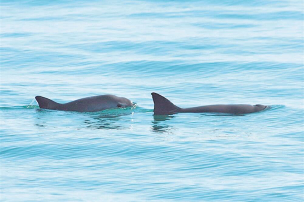Otros objetivos. La Semarnat resaltó que se va a fortalecer el combate contra la pesca furtiva y el tráfico ilegal de especies (SEMARNAT)