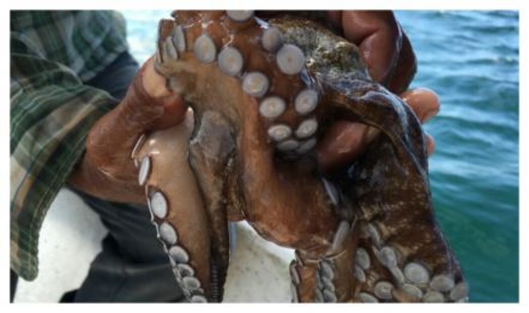 Historias de mar en Celestún