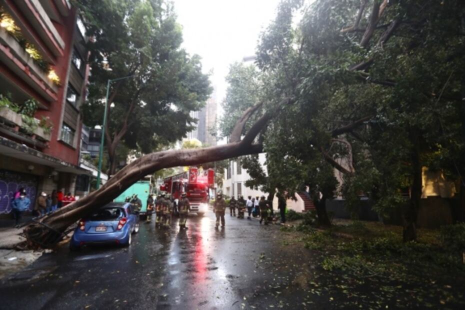 Árbol de 25 metros cae sobre auto en la colonia Tabacalera 