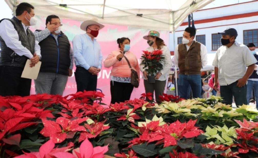 Comienza la temporada de venta de flor de nochebuena en Atlacomulco