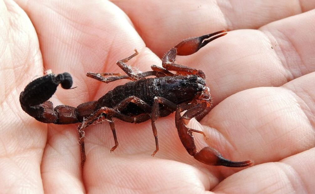 Una mujer fue picada por un alacrán que llevaba en su bolso mientras se encontraba en la estación San Cosme de la Línea 2 del Metro de la Ciudad de México. El personal de Seguridad Institucional del sistema de transporte brindó los primeros auxilios y le recomendó acudir a un servicio médico. La mujer firmó la bitácora de incidencias y se retiró en tren. Foto: Pixabay