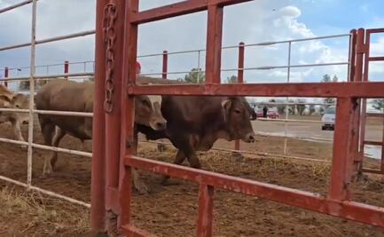 Cierre de frontera al ganado mexicano deja pérdidas entre 5 y 11 millones de dólares diarios: CNA; pérdidas ascenderían a 30 mdd