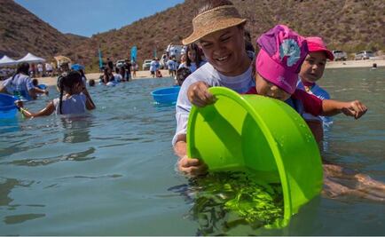 ​Liberan 40 mil crías de totoaba en Mar de Cortés