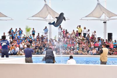 Reiniciarán terapias con delfines para niños con discapacidad en Sonora