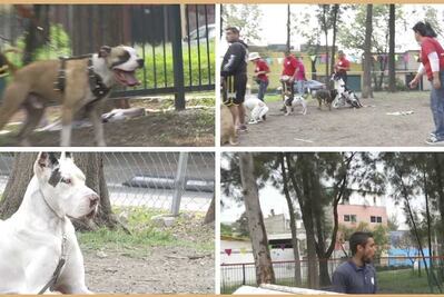 ¡Vámonos de pata de perro! Haz que tu mascota obedezca