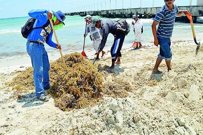 Emiten reglas de retiro de sargazo en playas