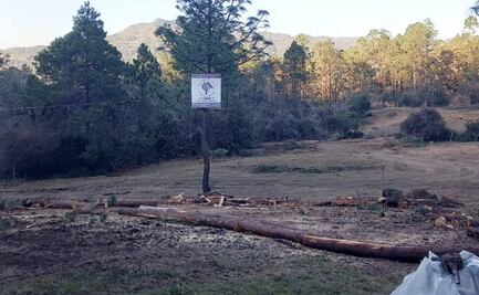Habitantes de Huixtán, Chiapas, alertan por tala de 200 hectáreas de bosques; acusan intimidaciones de hombres armados
