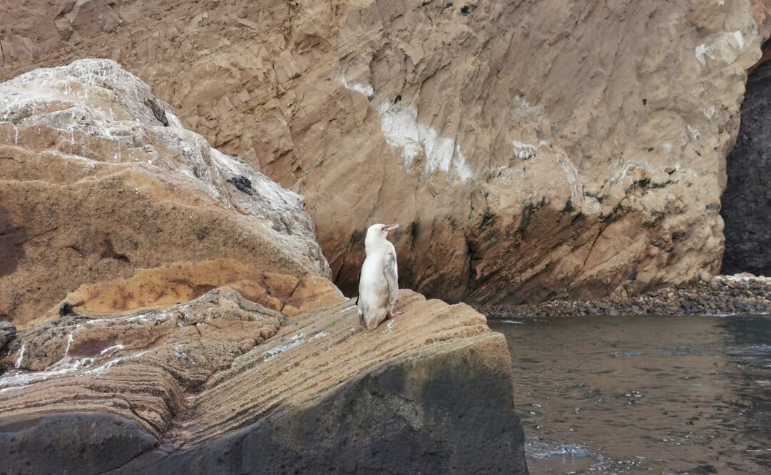 Foto: Tomada de @parquegalapagos