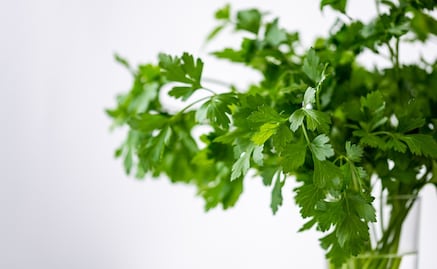 Conoce los beneficios de consumir té de perejil en ayunas