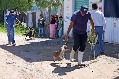 Van por castigo de 6 años de cárcel a maltrato animal