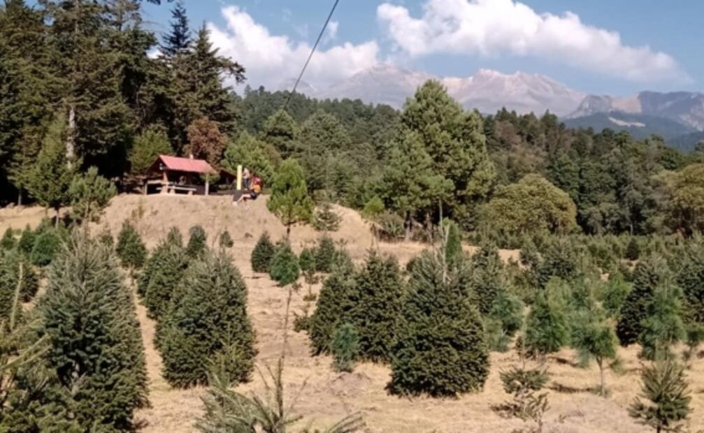 Bosque Esmeralda, el santuario de las luciérnagas que seguro no conoces