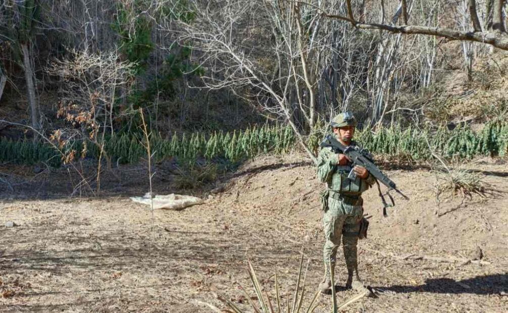Destruyen secadero de marihuana en Sinaloa (18/05/2025). Foto: Especial