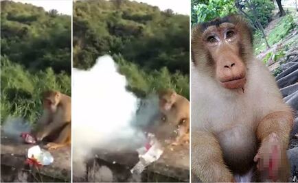 Juegan cruel broma a mono en Malasia y muere