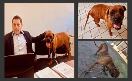 VIDEO: Lomito víctima de maltrato participa en audiencia donde vinculan a proceso a su ama en Sonora