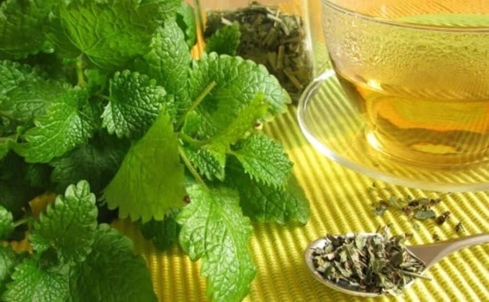 Estos son los múltiples beneficios de tomar infusiones de Toronjil