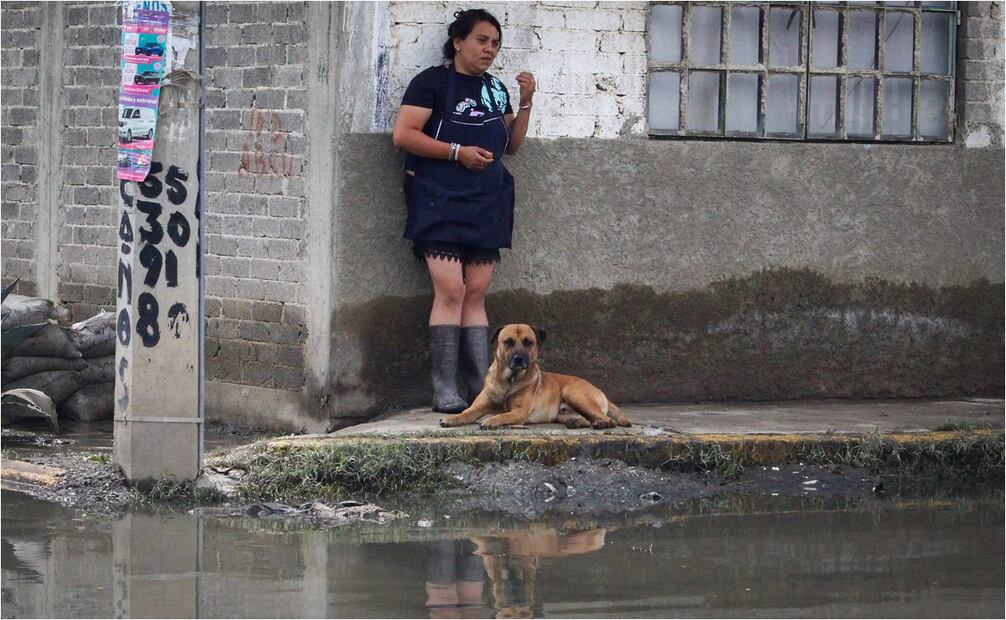 Perros y gatos sufren la inundación en Chalco, Estado de México. Foto: Luis Camacho/EL UNIVERSAL