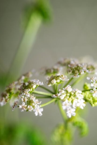 Una infusión para descansar. Fuente: Freepik