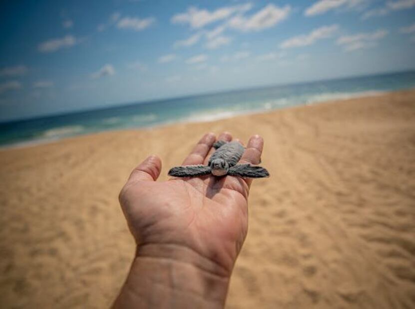 En esta ocasión se realizó la liberación de un millón de crías. (Foto: especial)