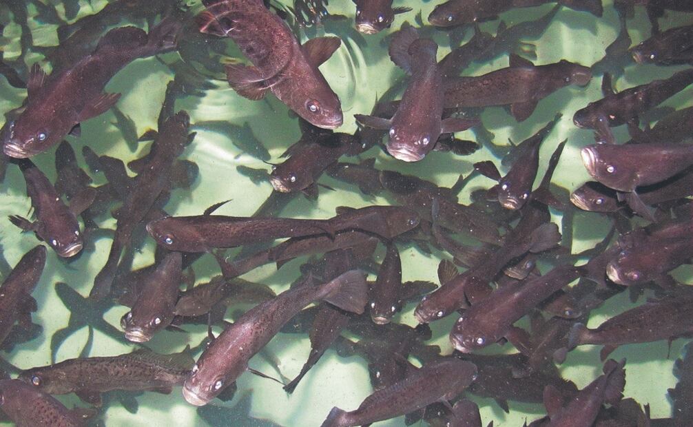 El llamado “buche” de la totoaba es ampliamente valorado por cuestiones culturales en países asiáticos. Foto Especial